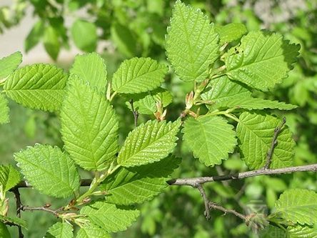 Slippery Elm