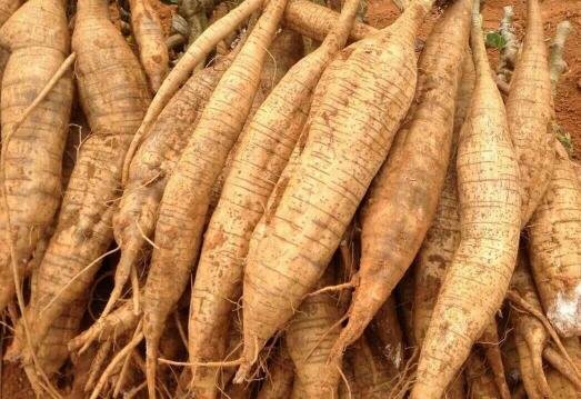 kudzu root 