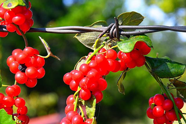 Schisandra chinensis