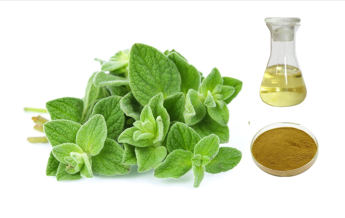 Oregano manufacturer