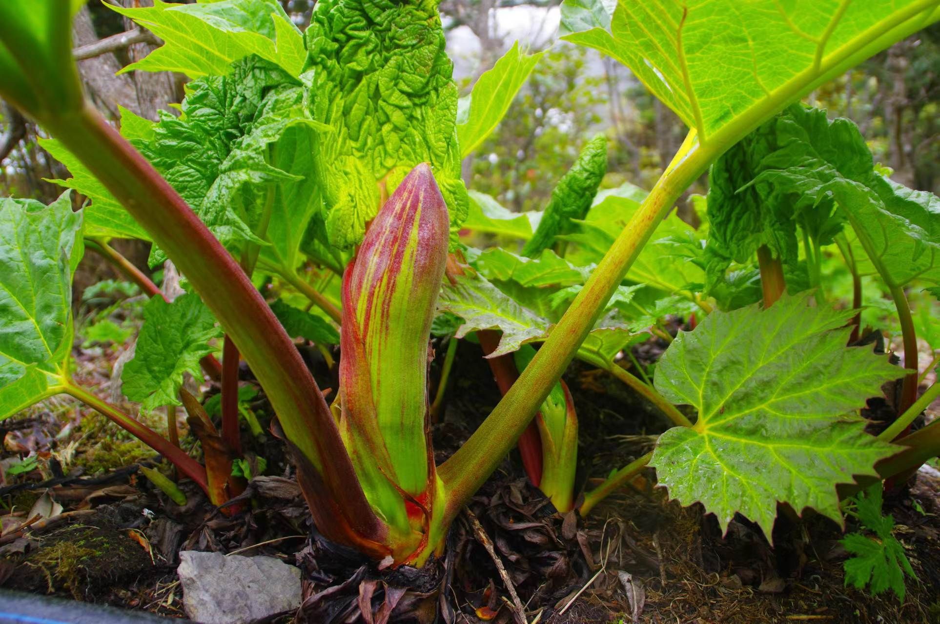 Rhubarb