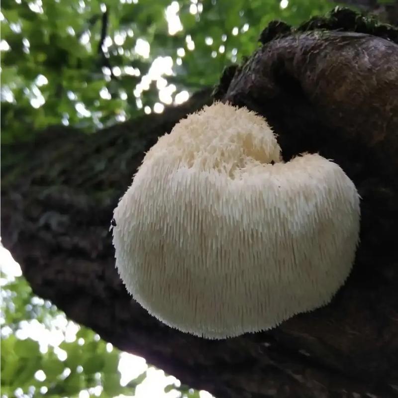 Hericium Erinaceus