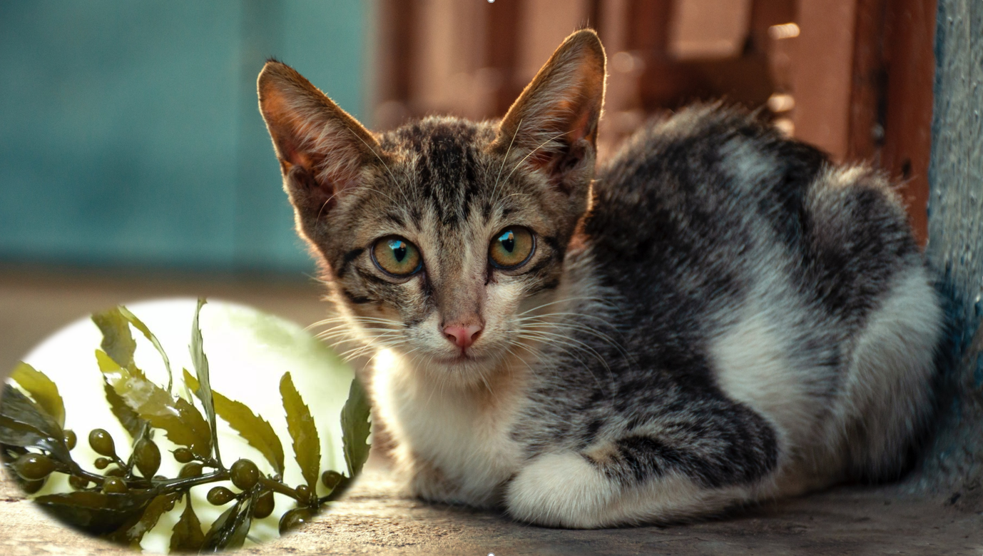 Can Cats Eat Seaweed