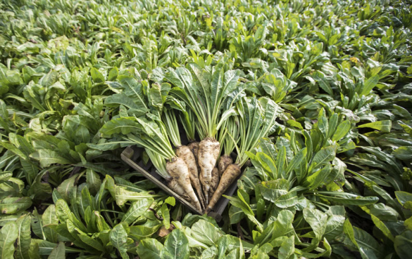 Chicory Root