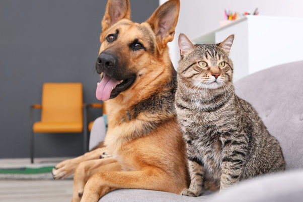 cat and dog