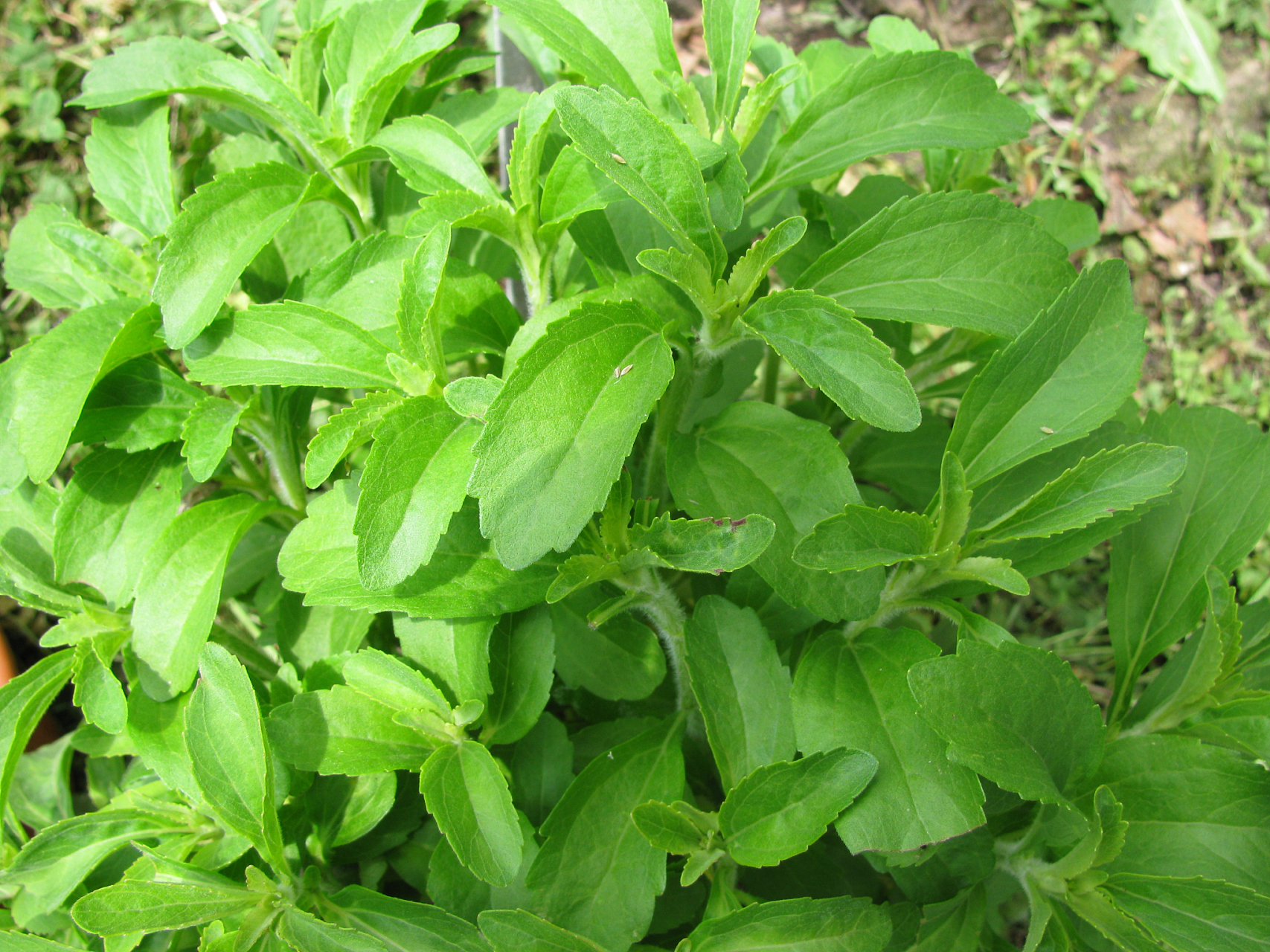 Stevia