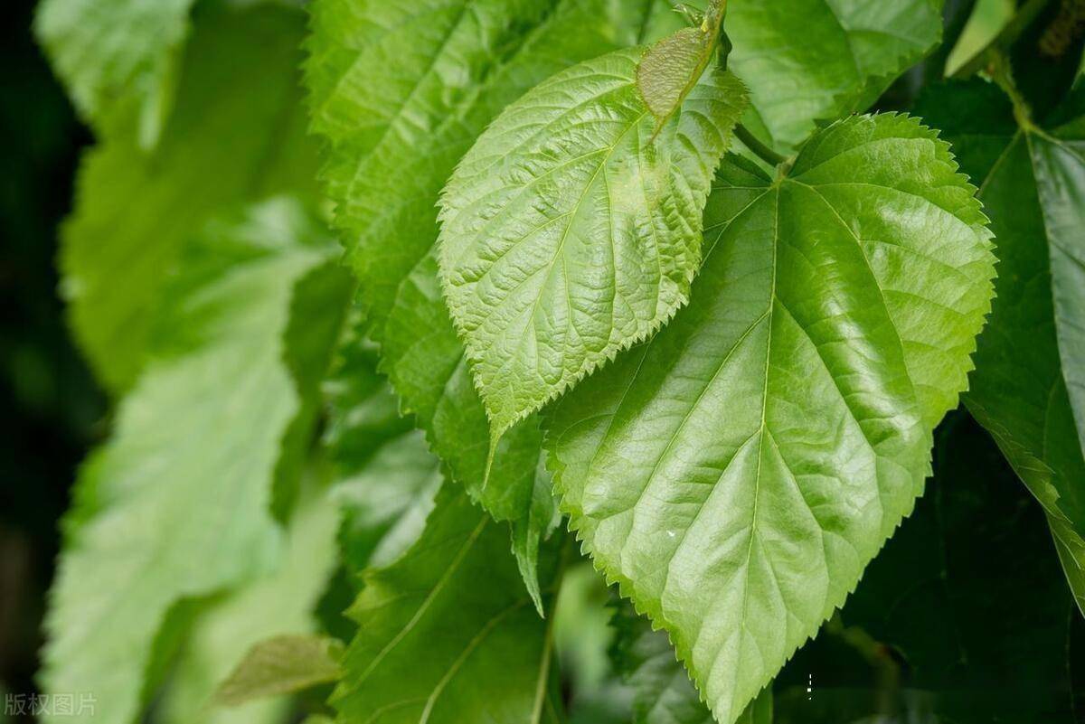 Mulberry Leaves