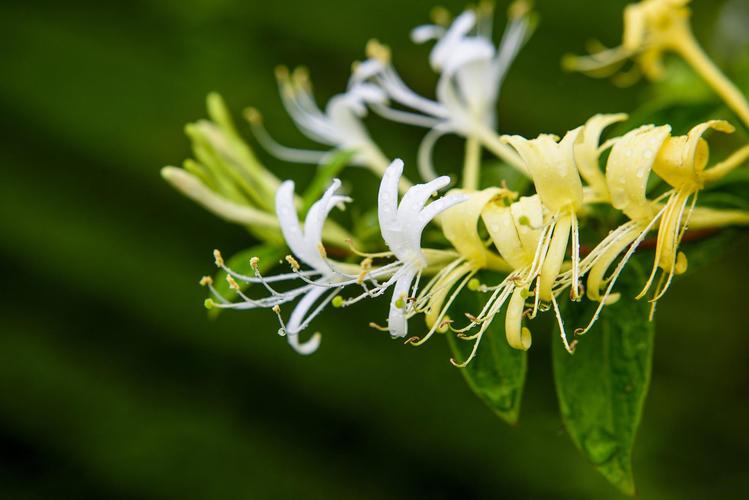 Honeysuckle