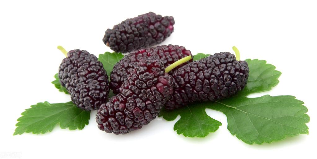 mulberry