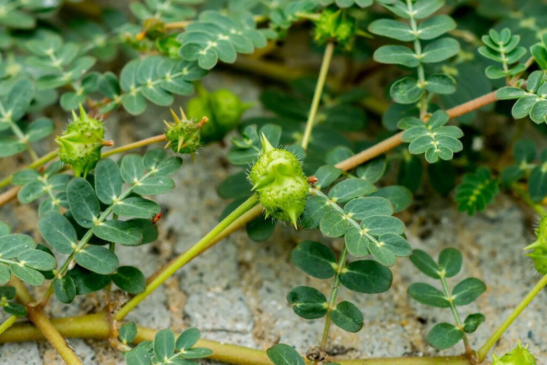 Organic Tribulus Terrestris