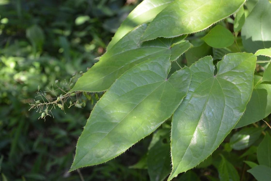 Horny Goat Weed