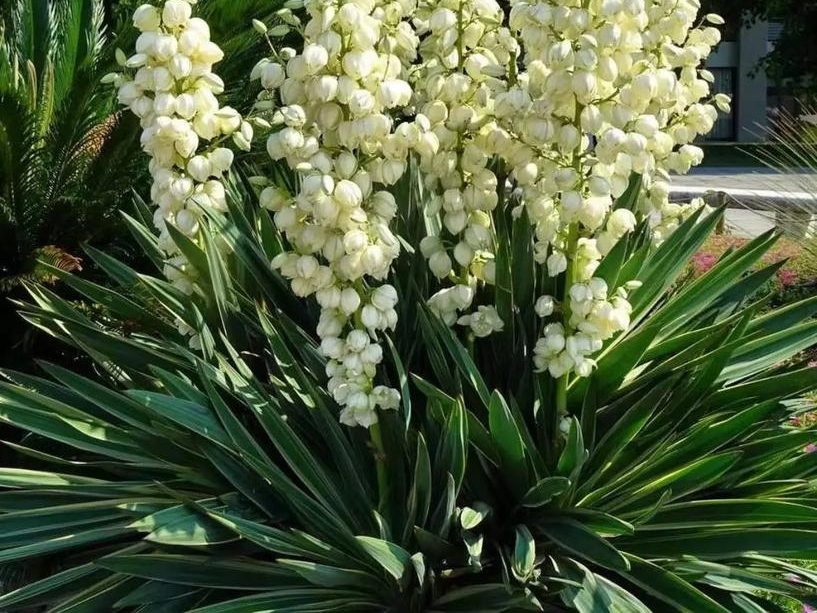 yucca