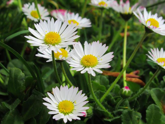 pyrethrum