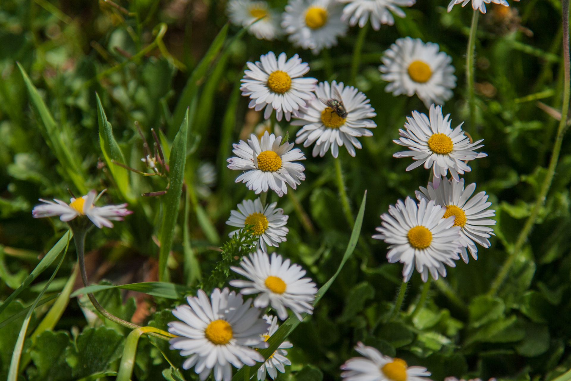 pyrethrum