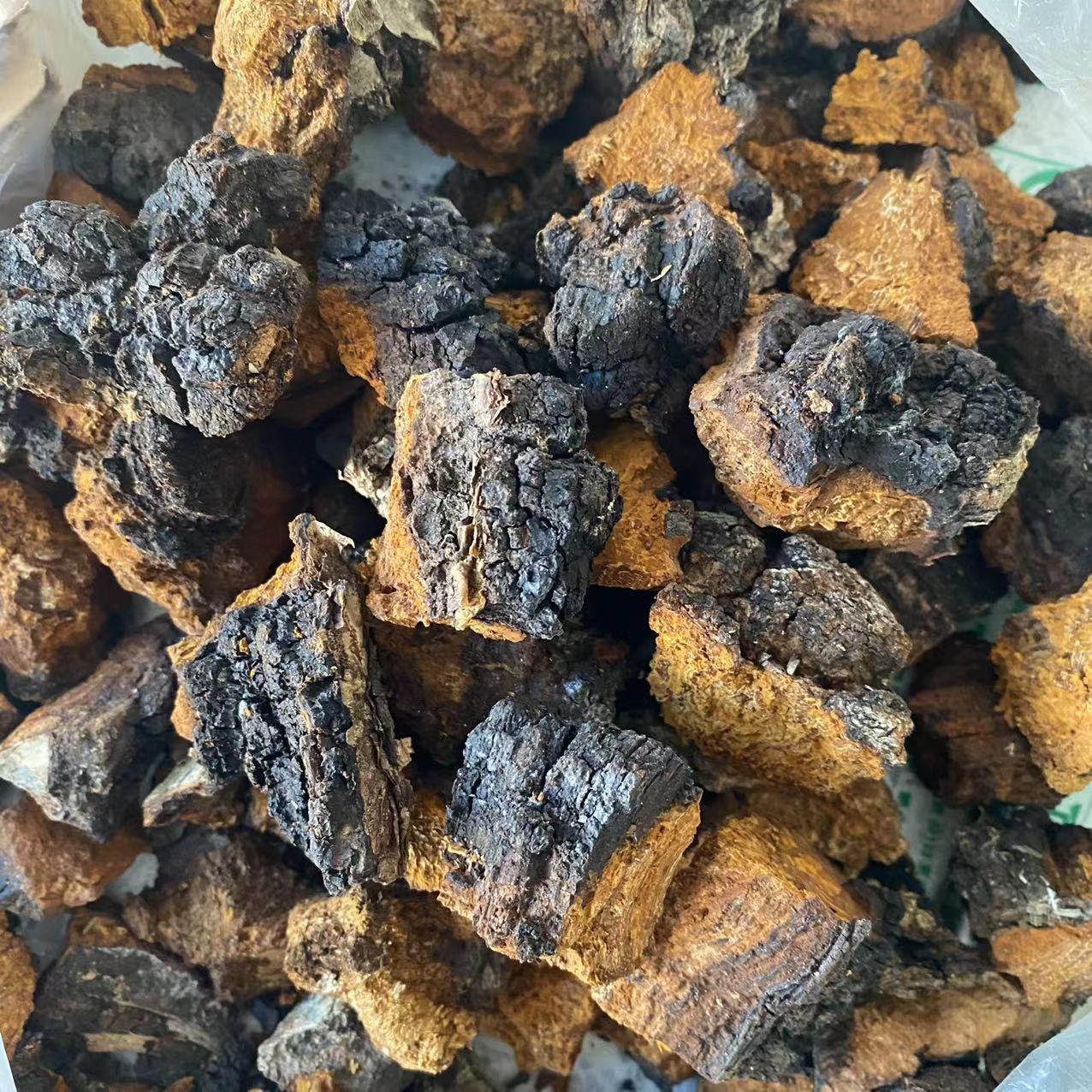 Chaga