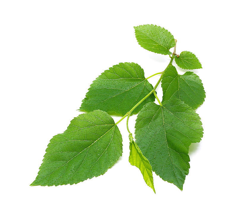 Mulberry Leaves