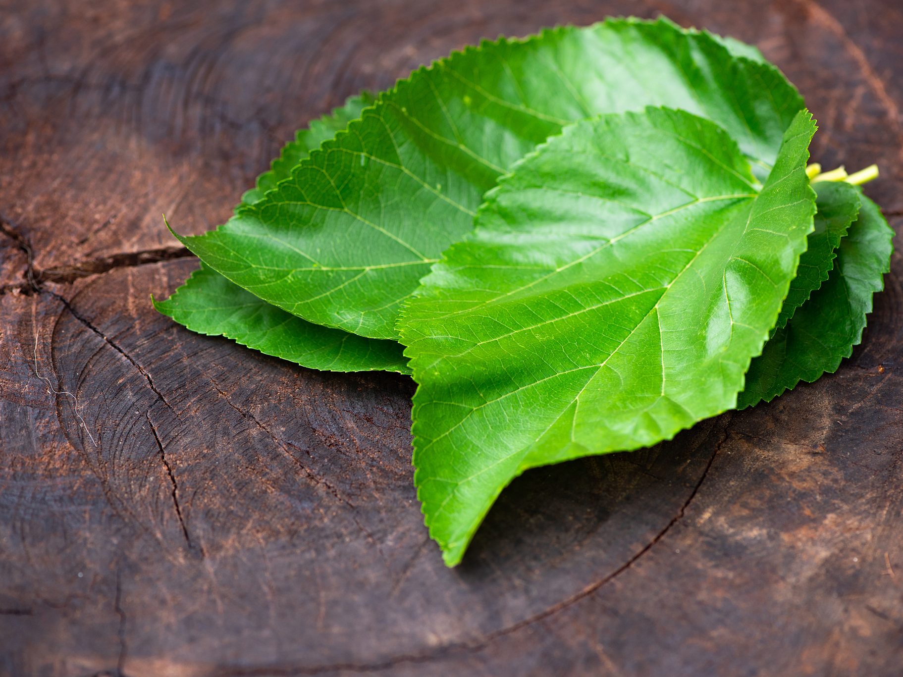 Mulberry leaf