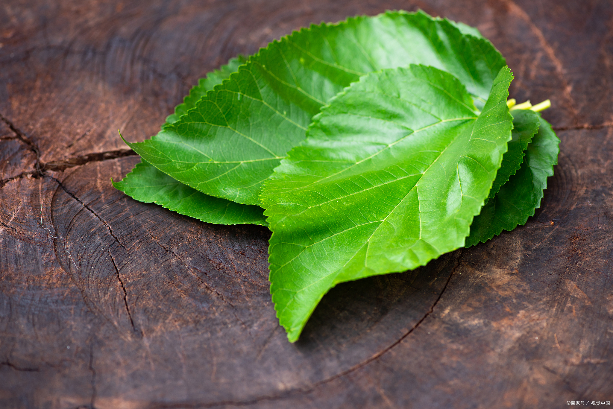 Mulberry leaf