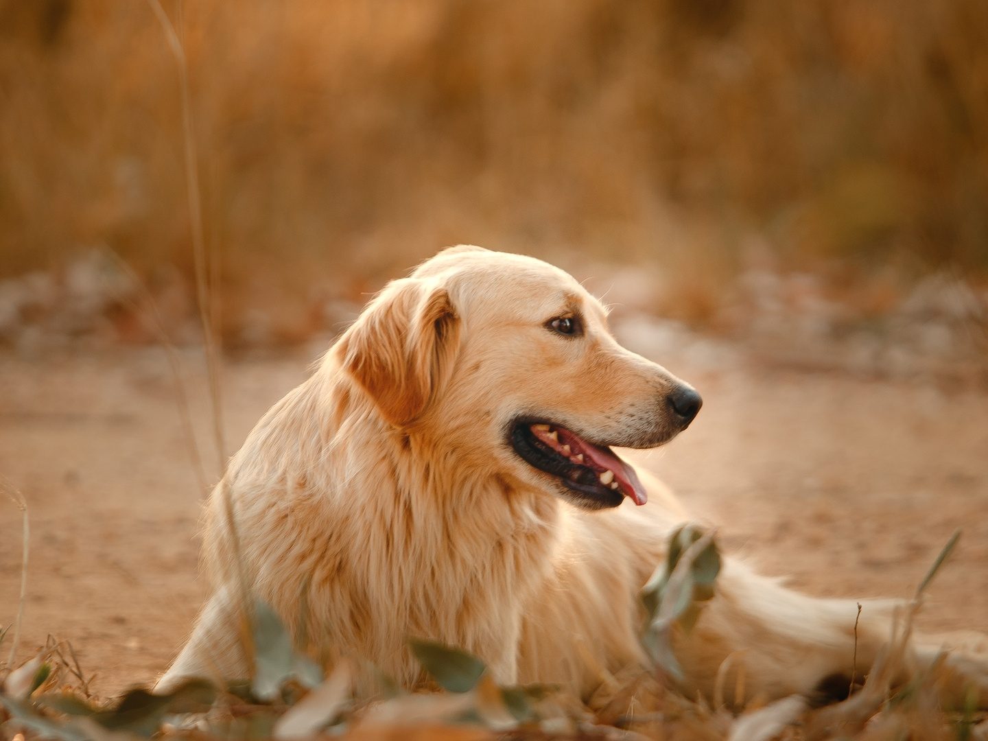 S-adenosylmethionine for Dogs