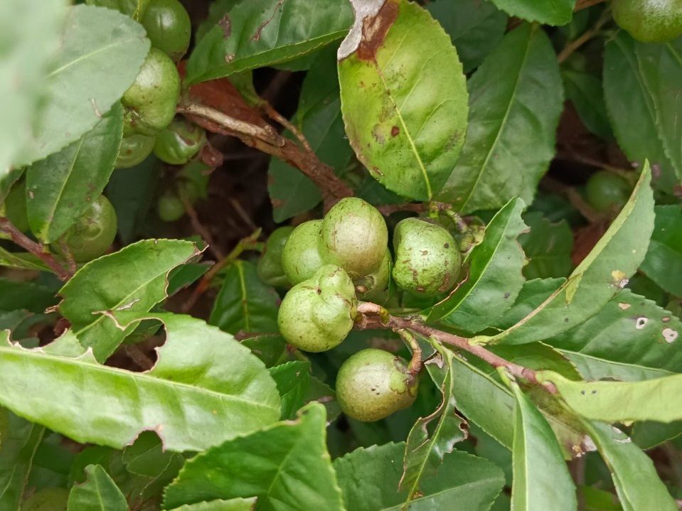 Tea seeds