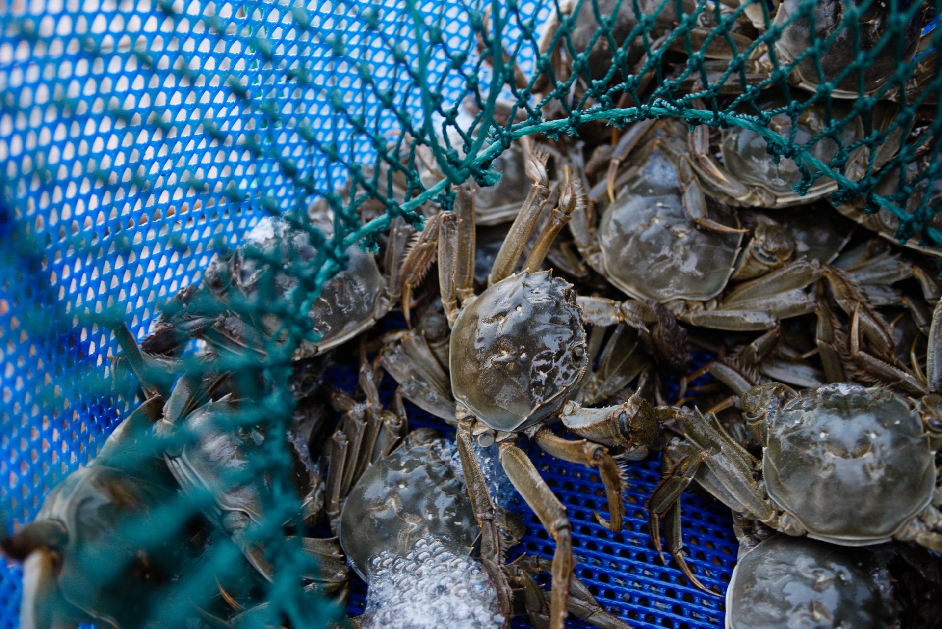 Application of Tea Saponin in Shrimp and Crab Farming