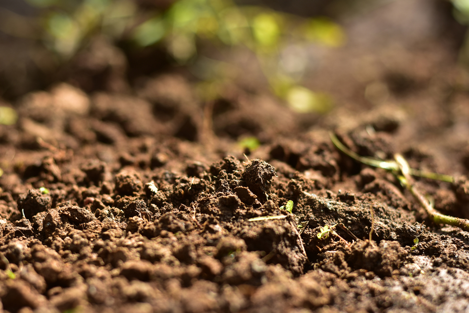 Lentinan improves soil microbial health