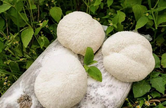 Lion's Mane Mushroom