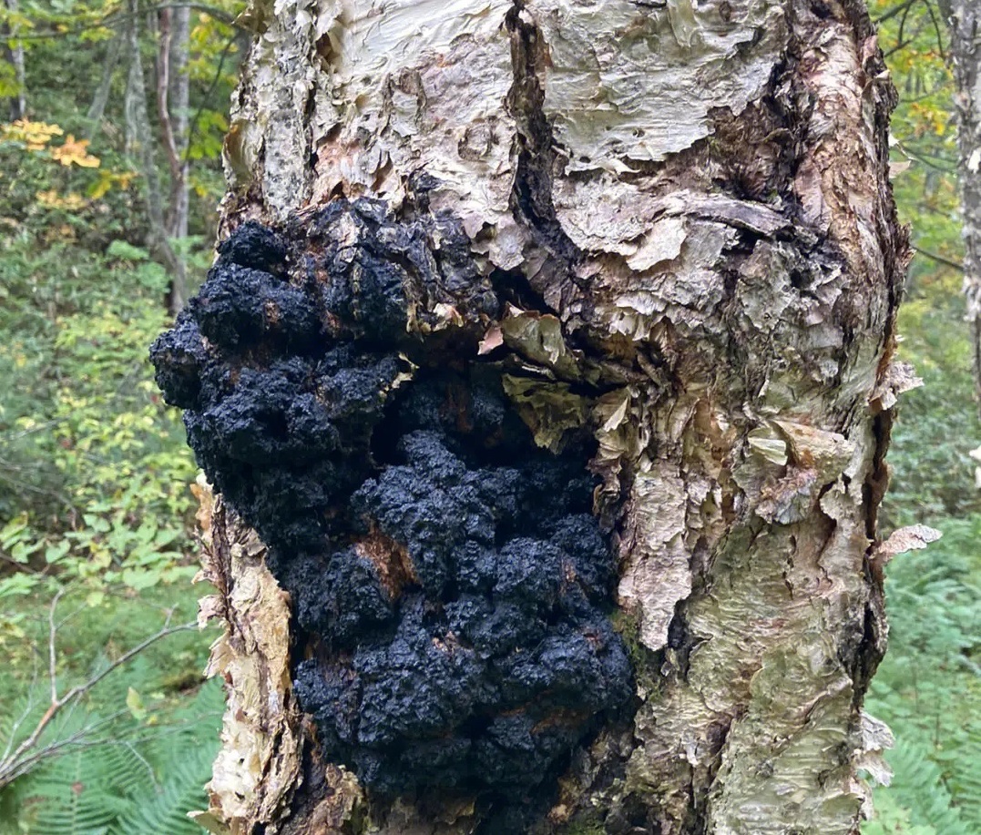 Chaga