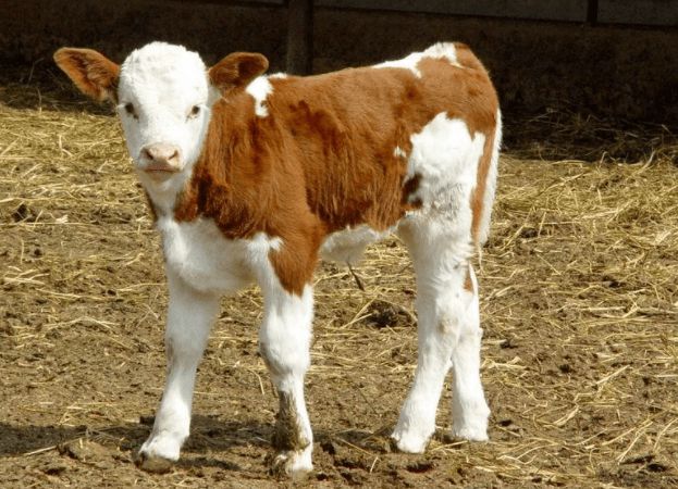 Young Calves