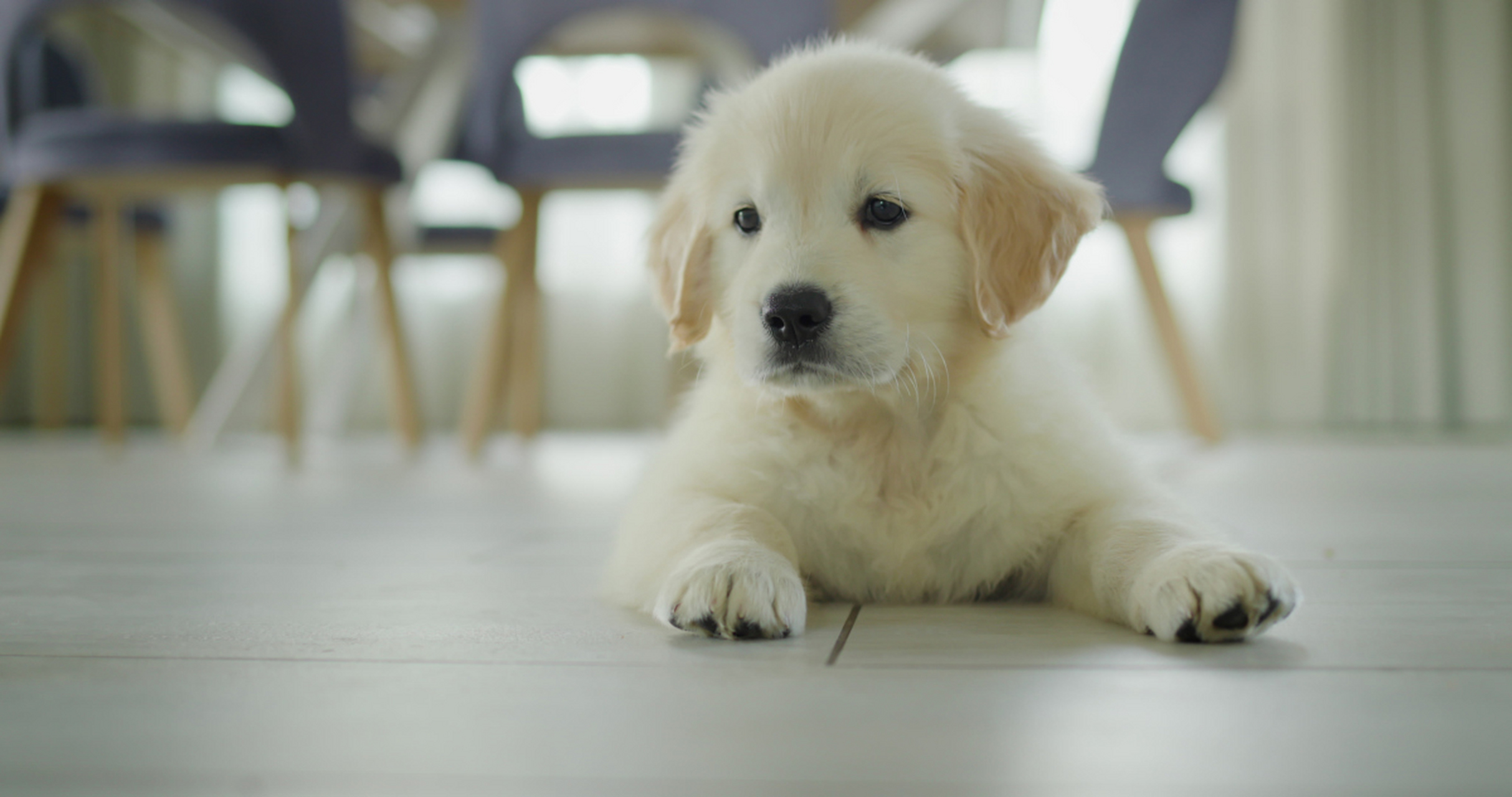 Lion’s Mane Mushroom Powder for Dogs: A Diabetes for Your Furry Friend's Mind