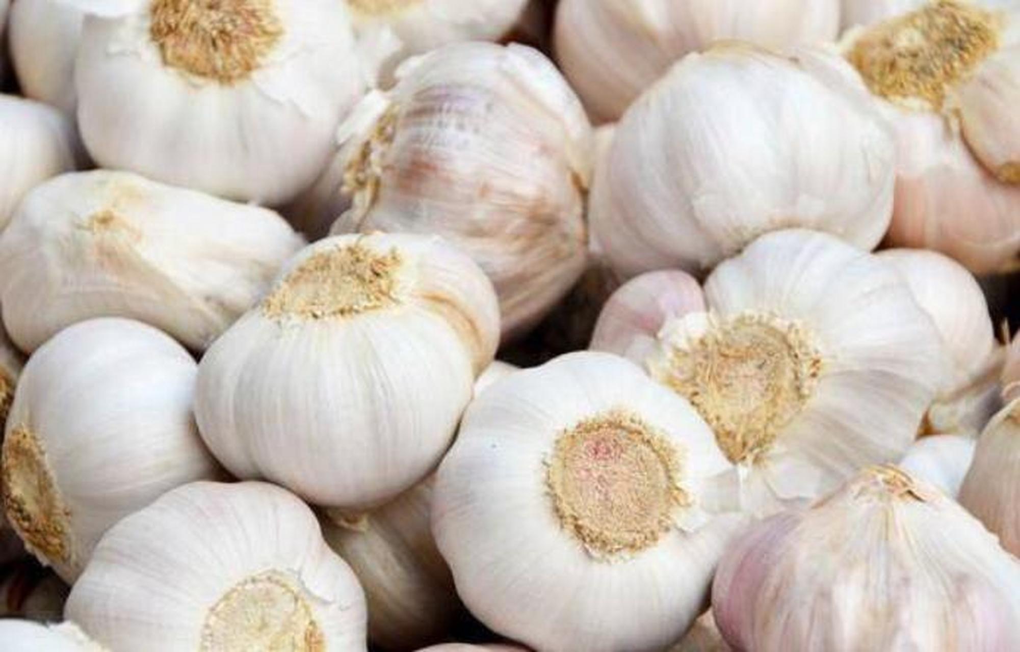 Garlic 