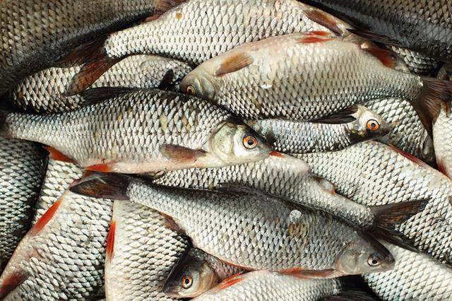 Advantages of Sodium Alginate benefit for fish