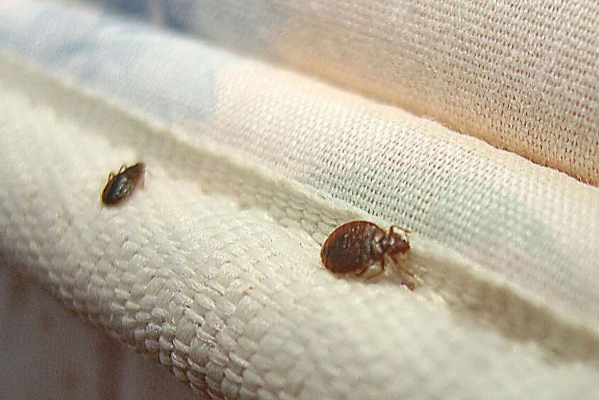 Pyrethrins for Bed Bugs