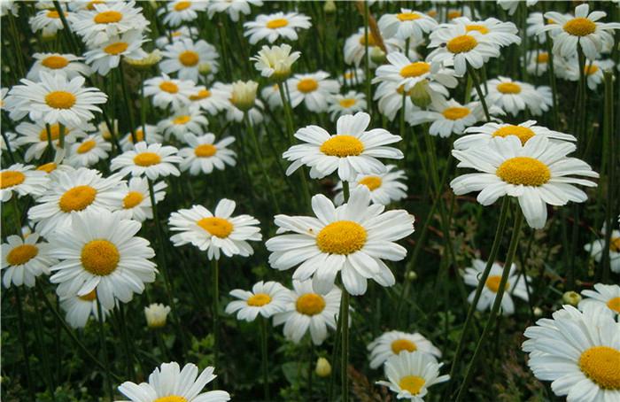 Pyrethrum Plant