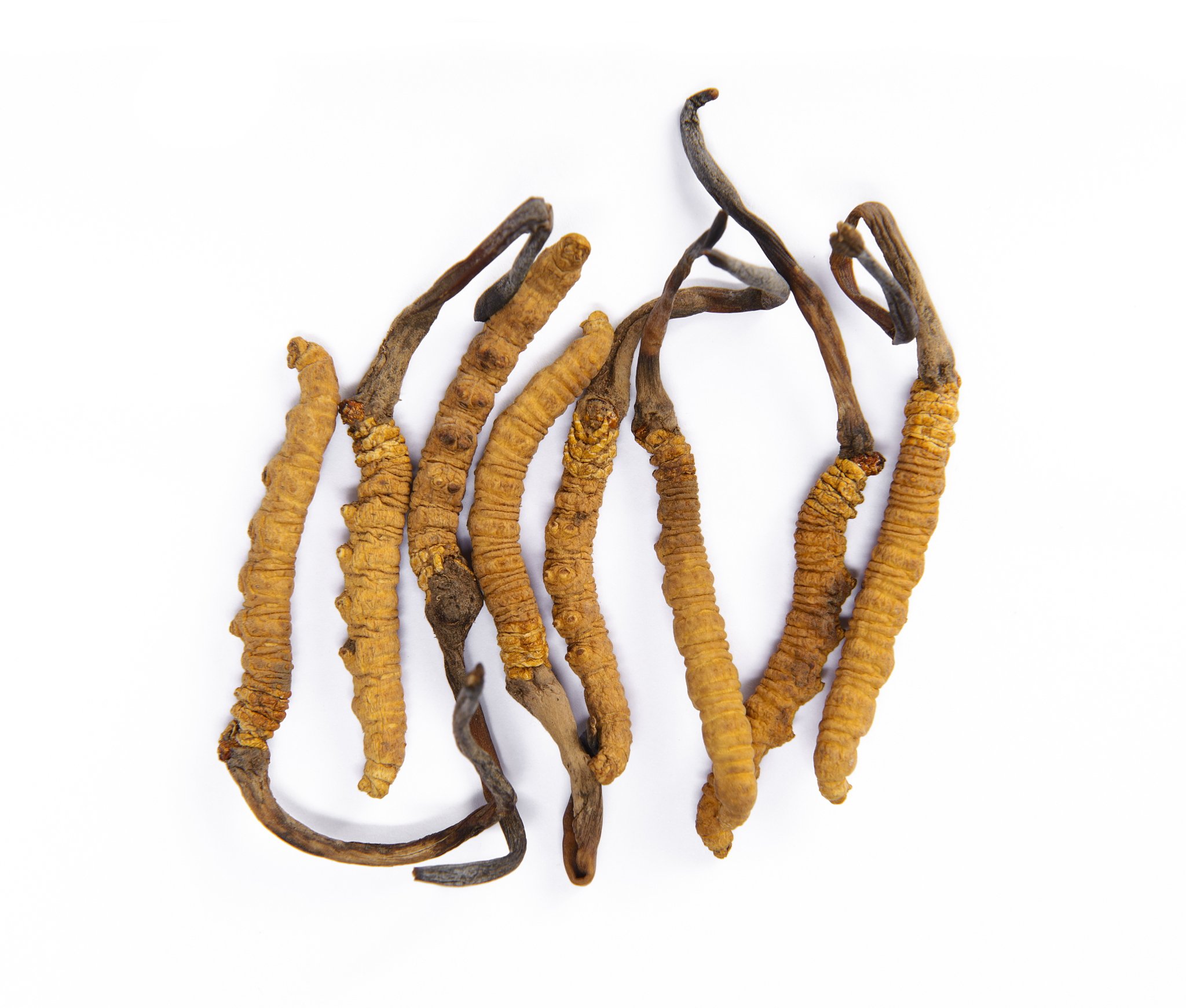 Cordyceps