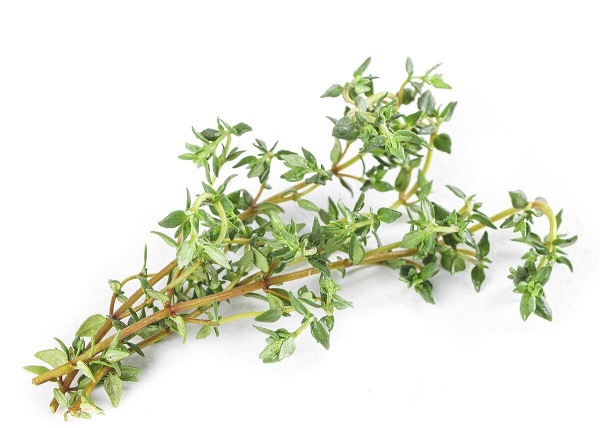 Thyme