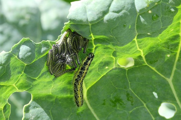 cabbage caterpillar