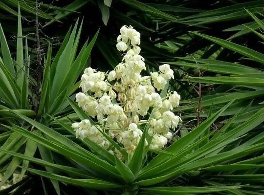 yucca