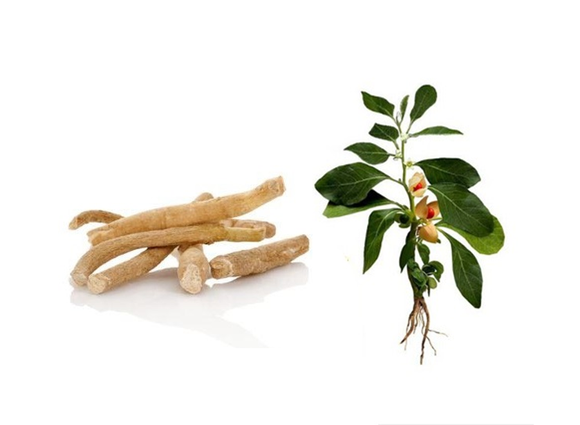 Pet Food Ingredient: Bulk Ashwagandha